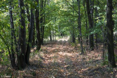 016 Wyraźna ścieżka tuż przed szosą na Gierałcice