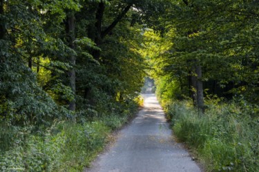 116 Droga do Kolonii Błotnica