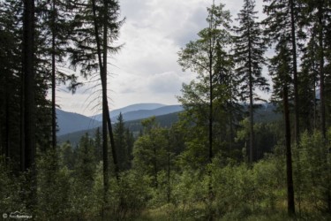 080 Widok na Masyw Śnieżnika z okolicy Wilczyńca