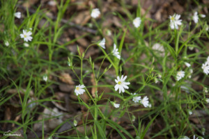 Wieża widokowa Gromnik-034