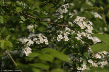 Kawia Góra-033