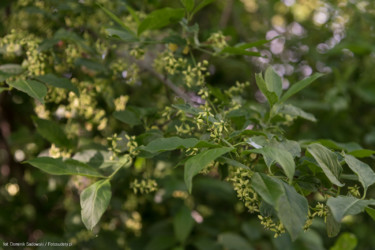 Kawia Góra-038